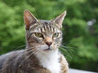 chat européen